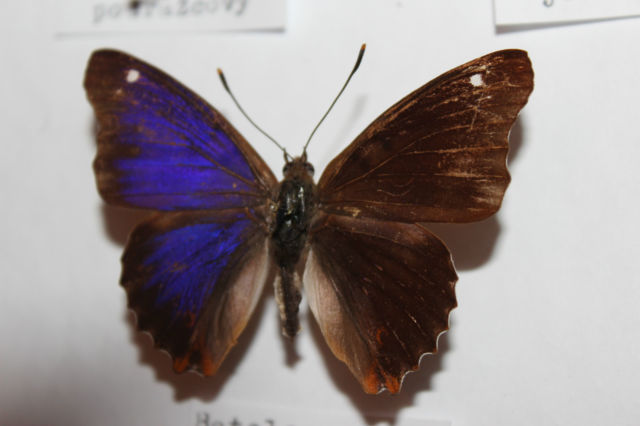 Apatura iris f. iola Czech Republic (Internet Image property of respective owner, non-commercial use only)